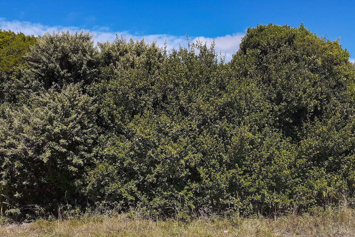A view of dense, mature native vegetation and shrubbery on the residential land parcel.
