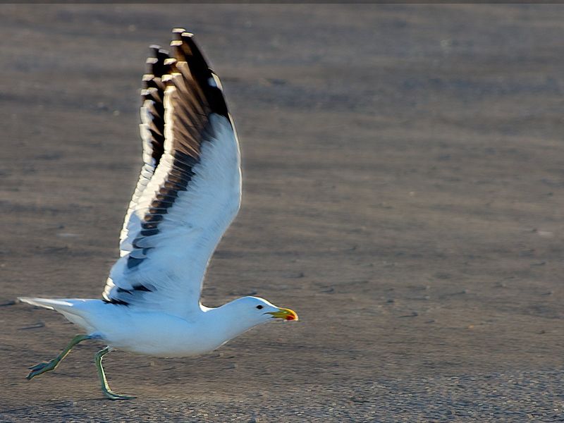Your Coastal dream awaiits - Photo 6