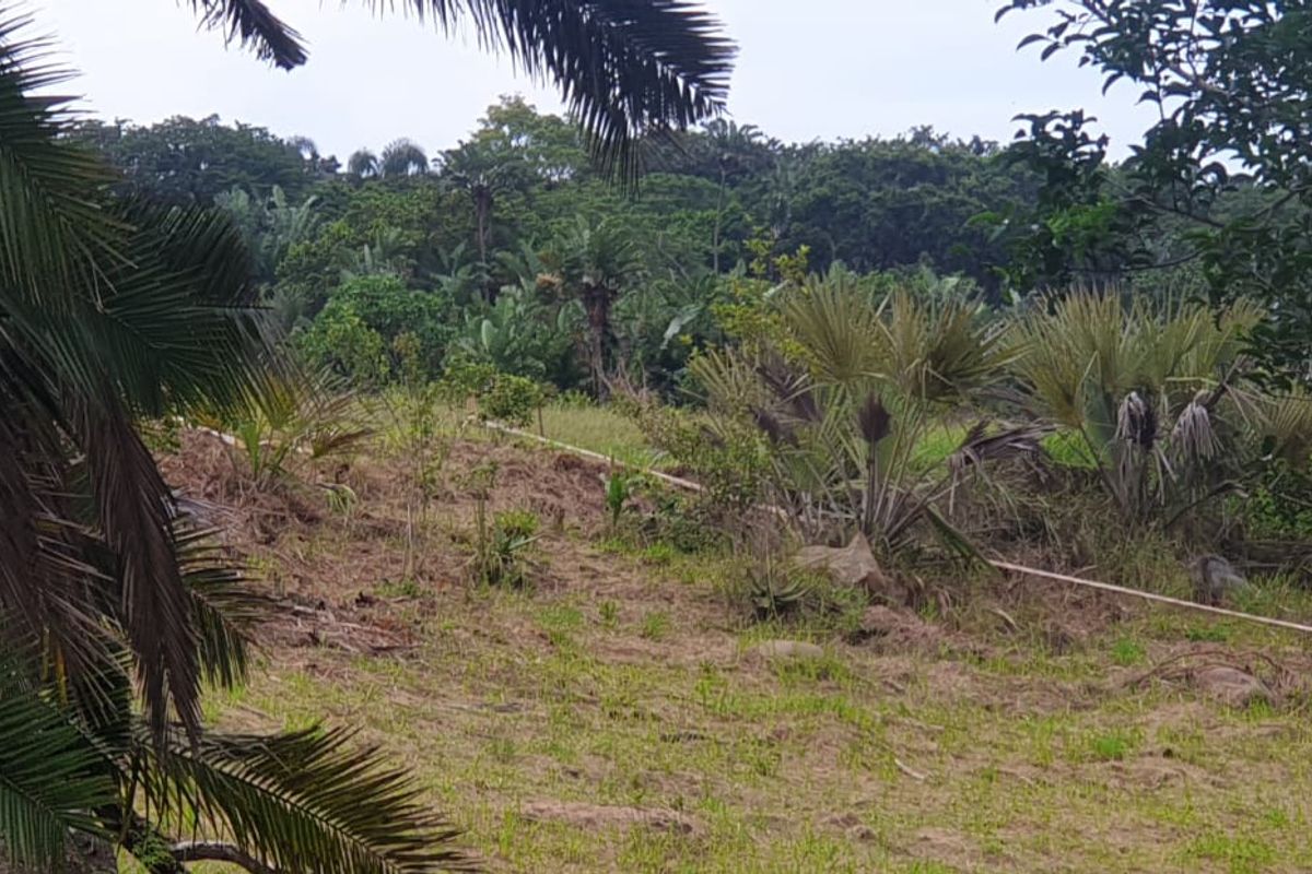 A view of a natural, undeveloped residential plot featuring native vegetation and mature palm trees.