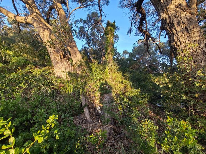 BUY LAND NOW THEY DONT MAKE IT,  WITH VIEWS ANYMORE - Photo 10