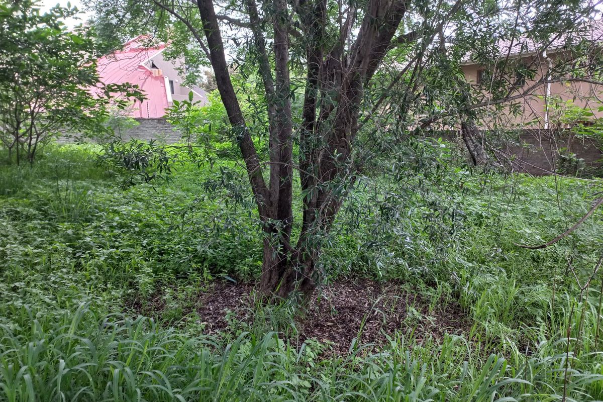 A view of a residential vacant plot featuring mature trees and overgrown vegetation, enclosed by a boundary wall.