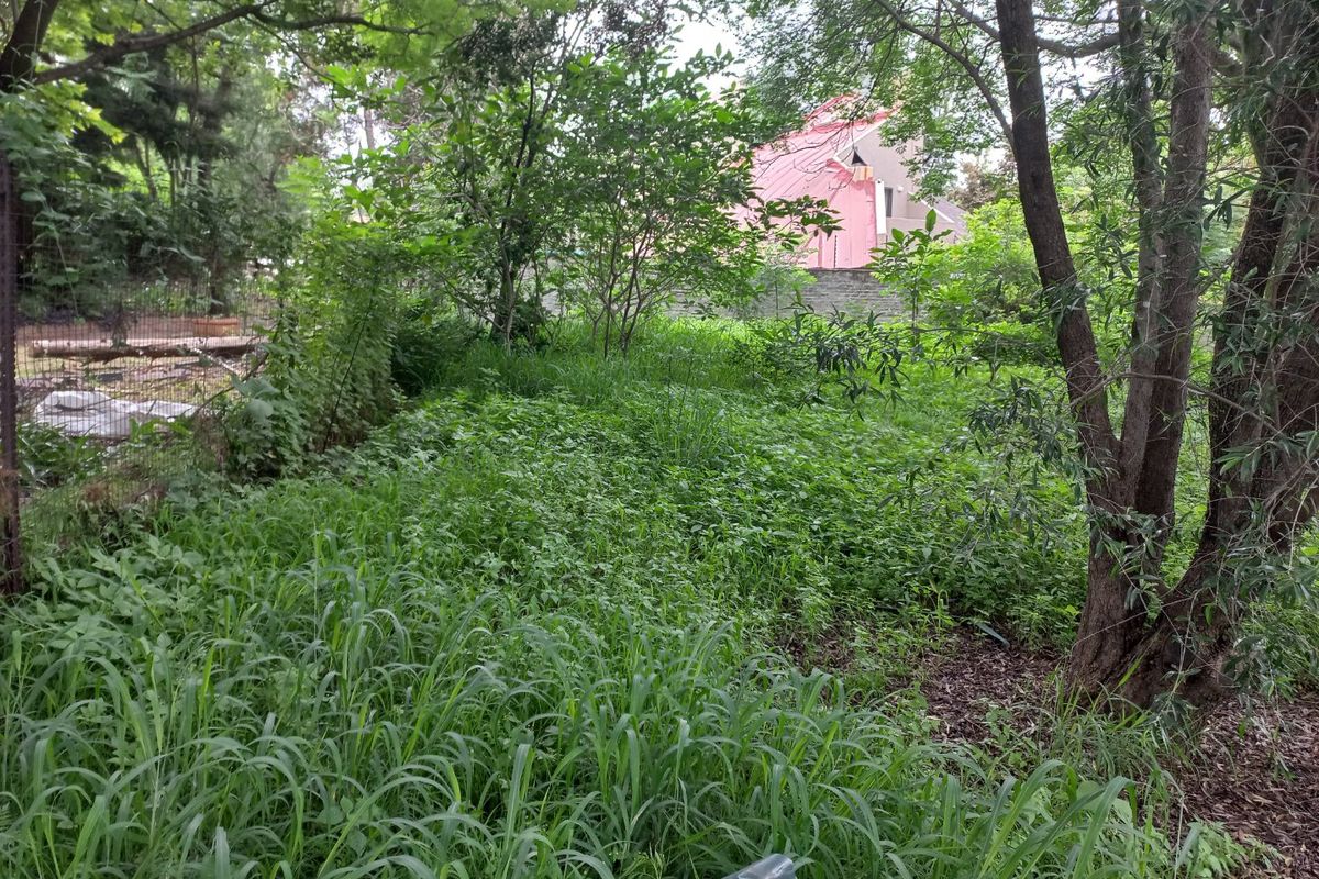 A view of the vacant residential land featuring mature trees and overgrown vegetation, enclosed by perimeter fencing.