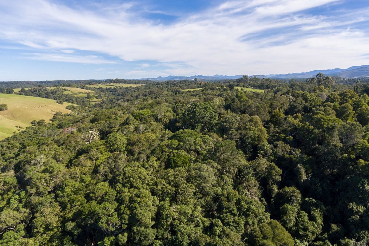 Home on Indigenous Forest Fringe - Photo 4