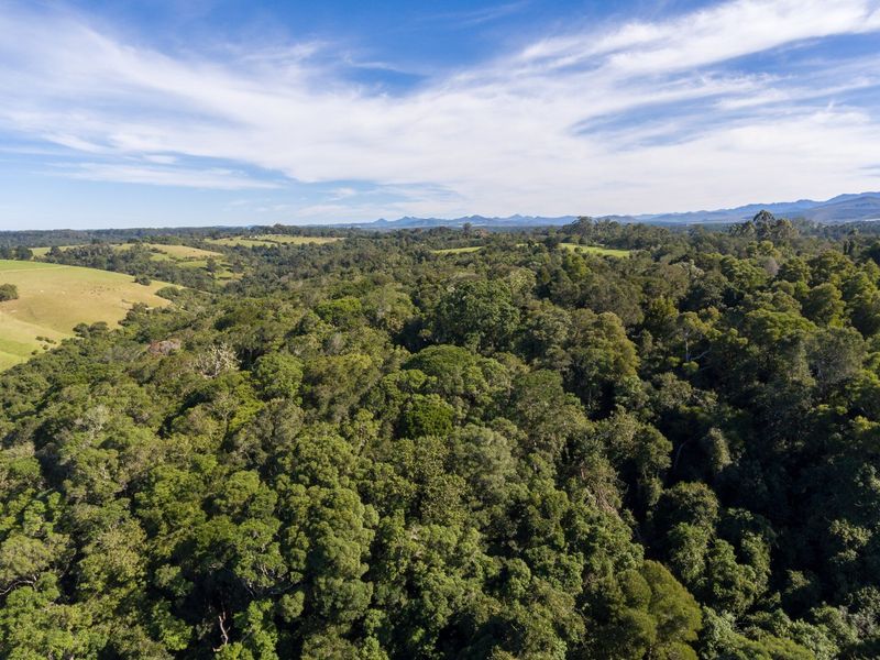 Home on Indigenous Forest Fringe - Photo 4