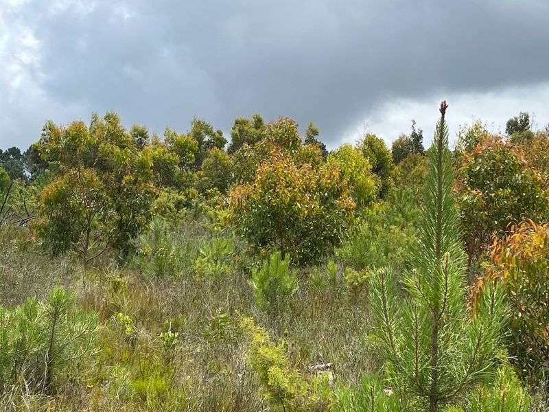 6.6 Hectares of Potential - Photo 9