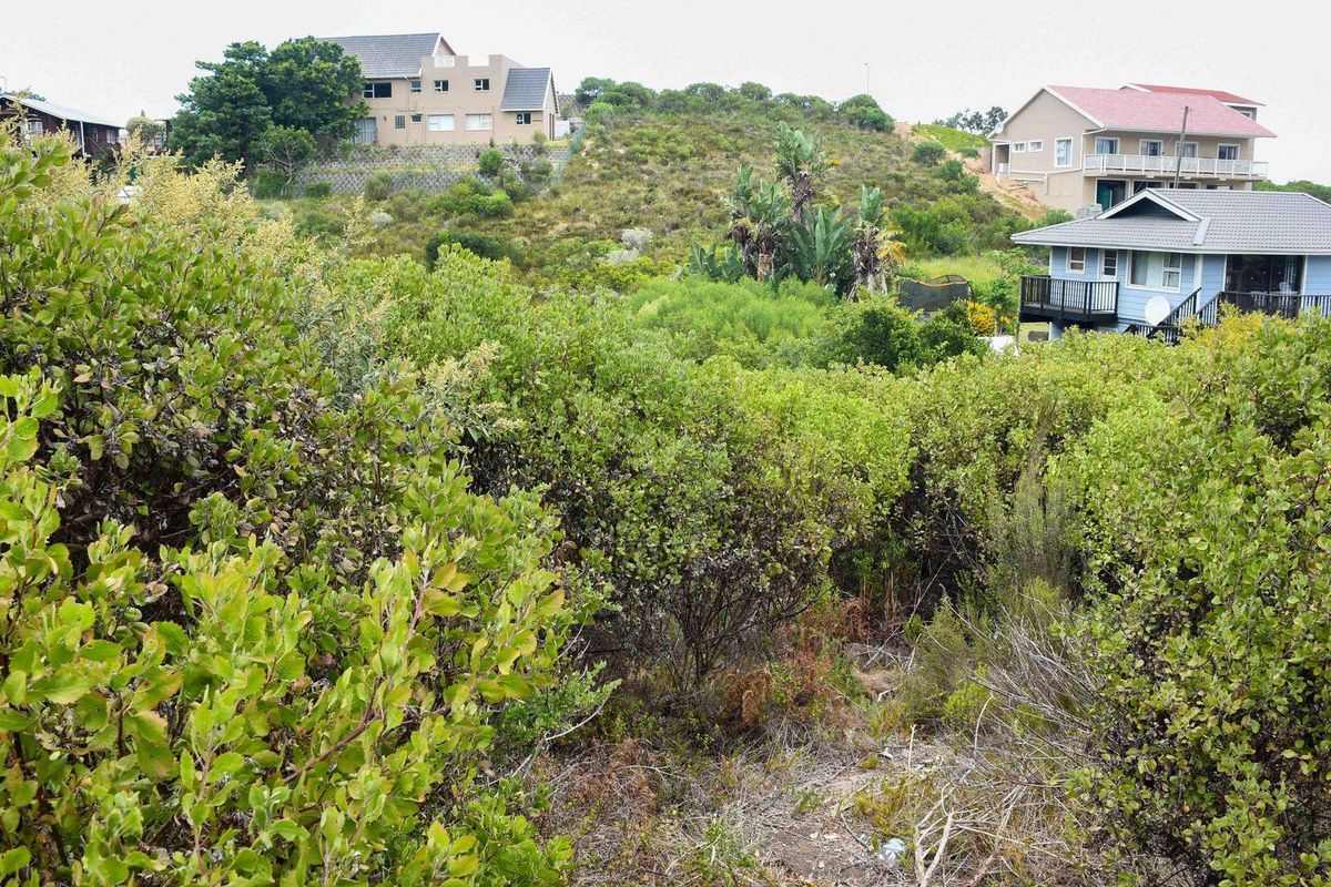 A view of a sloped, undeveloped residential plot covered in dense native vegetation, situated within a developed neighborhood.