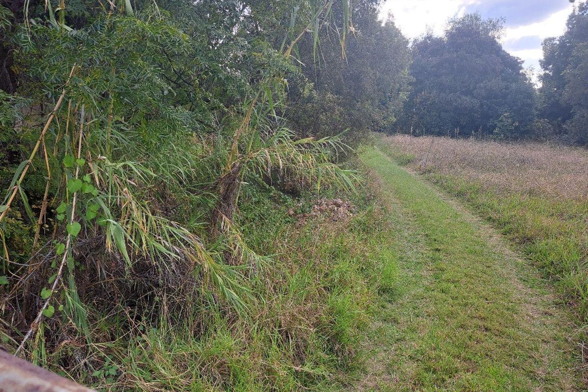 A view of the natural landscape and overgrown vegetation on the vacant residential land.