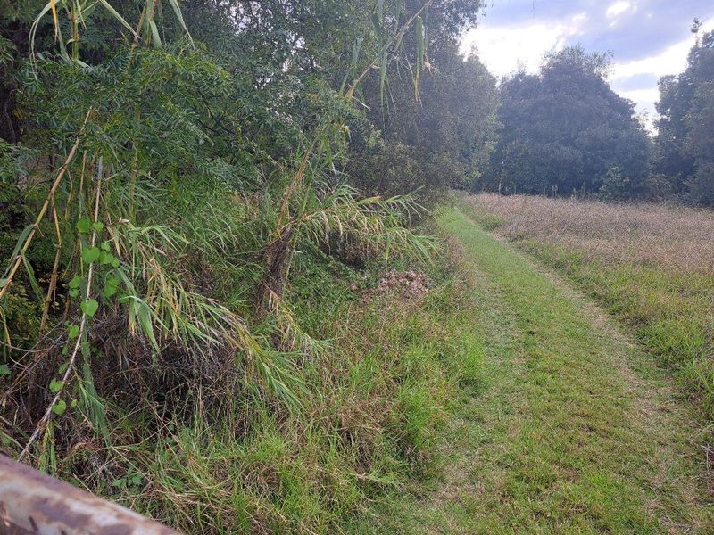 A view of the natural landscape and overgrown vegetation on the vacant residential land.