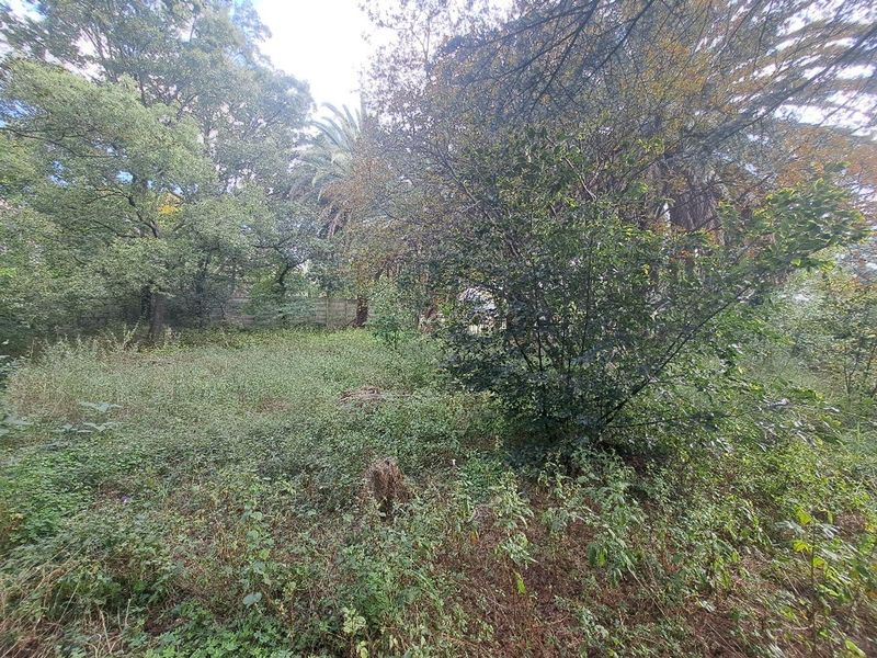 A view of a vacant residential plot featuring mature trees and overgrown vegetation, enclosed by a boundary wall.