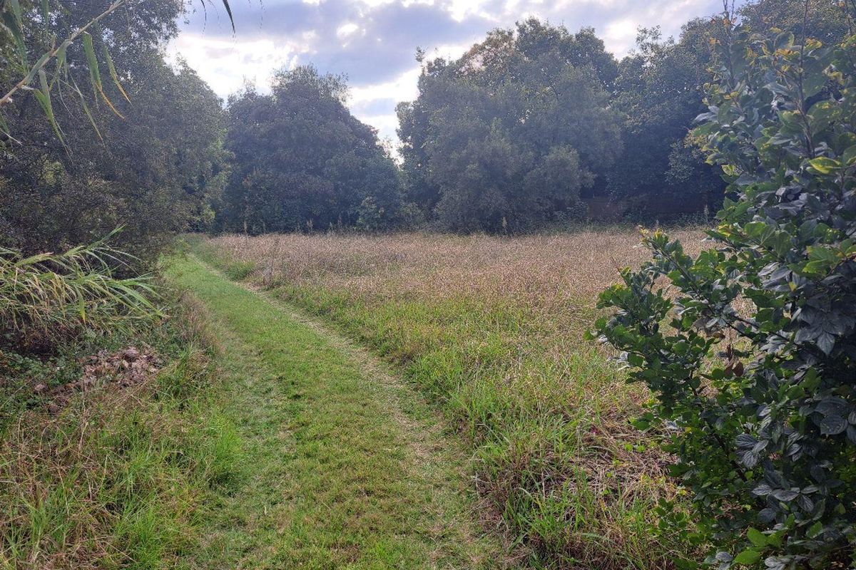 A view of a natural, undeveloped residential plot featuring established trees and grassy terrain.
