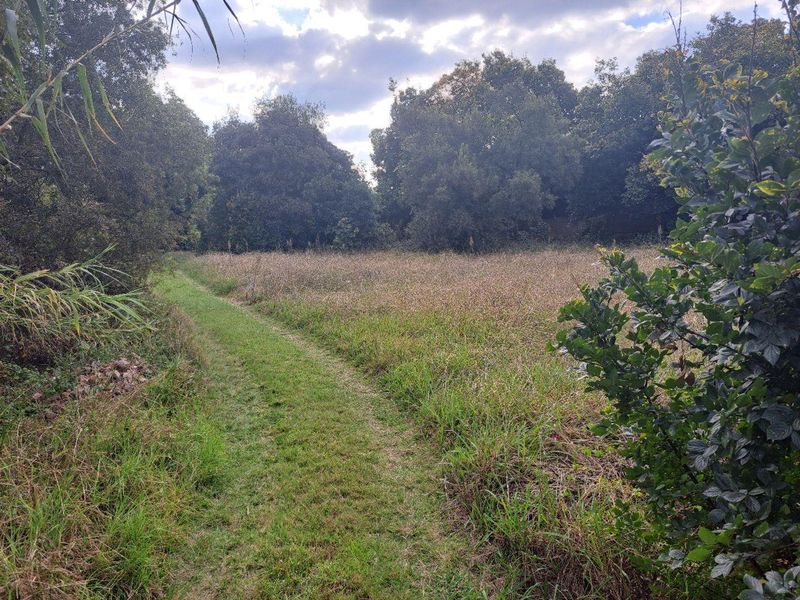 A view of a natural, undeveloped residential plot featuring established trees and grassy terrain.