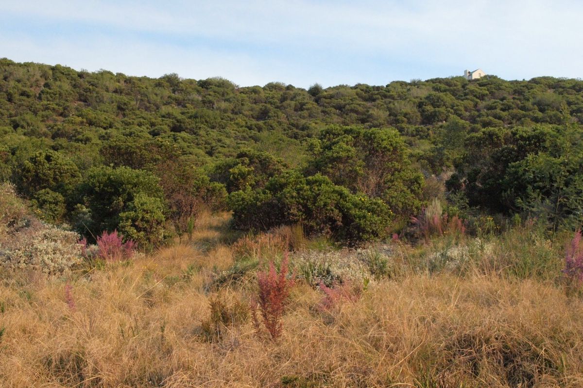 A view of the natural, undeveloped landscape featuring native shrubs and grasses on a sloped terrain.