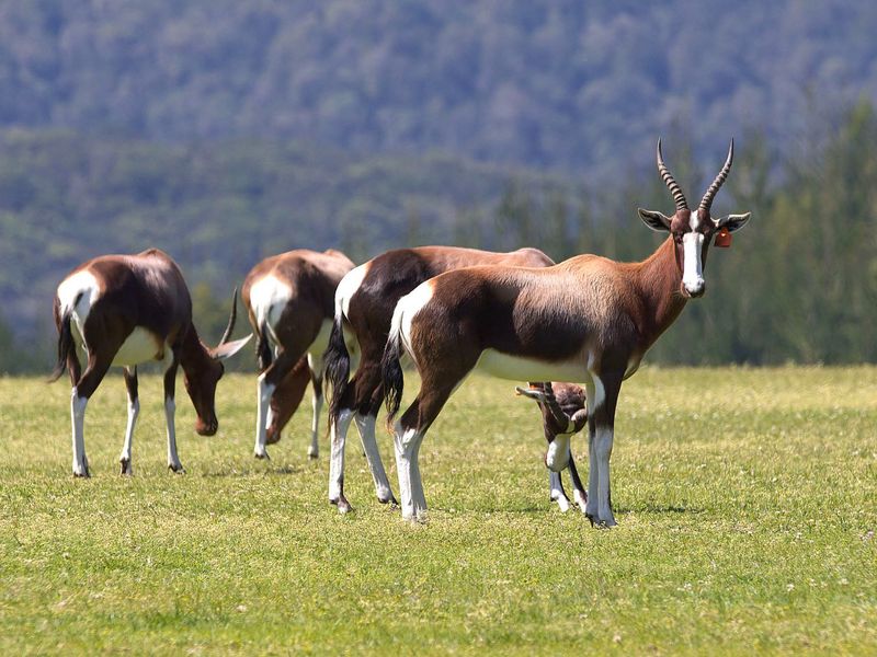 0 Bed Vacant Land in Pezula Private Estate for Sale - Photo 10