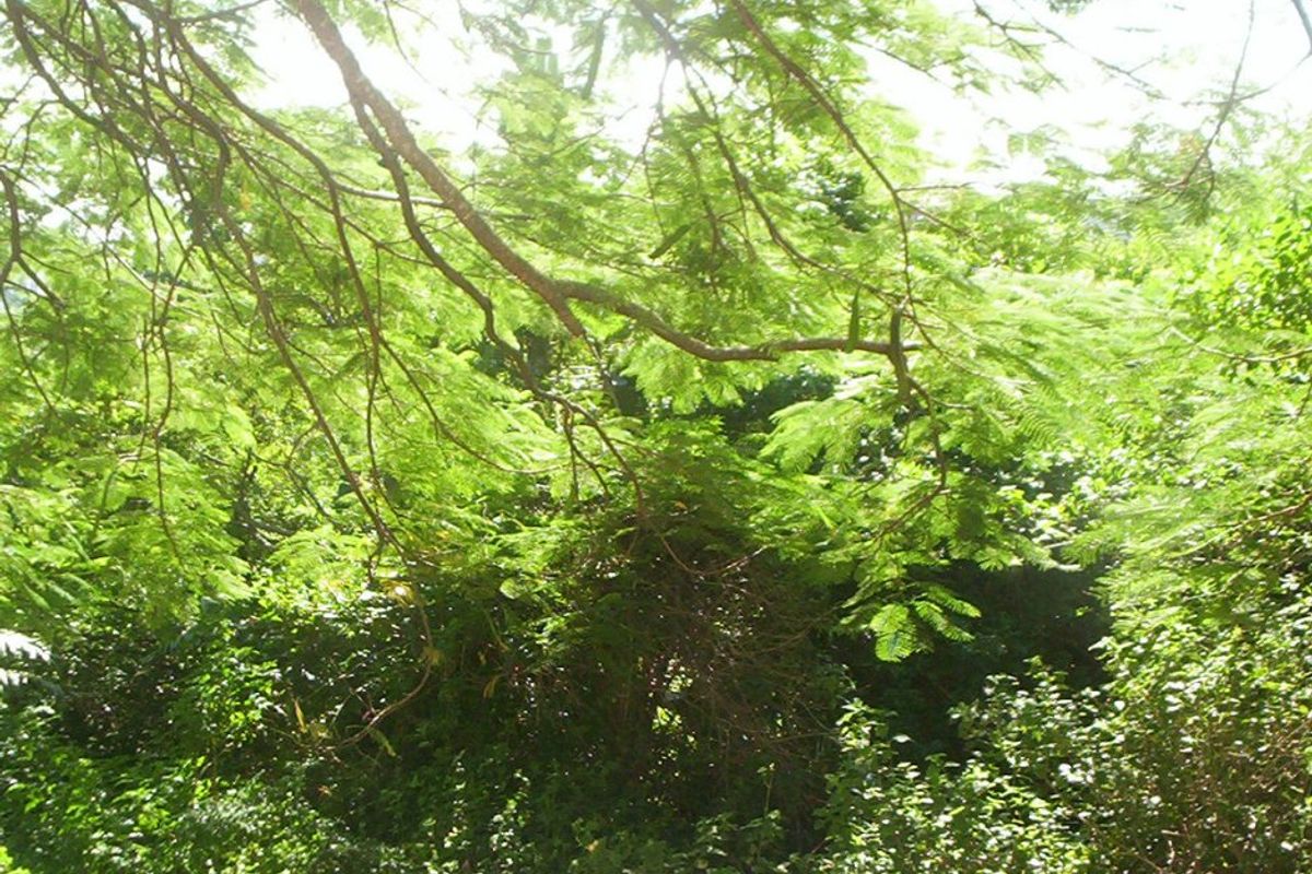 Prime Vacant Land In Leisure Bay - Photo 2