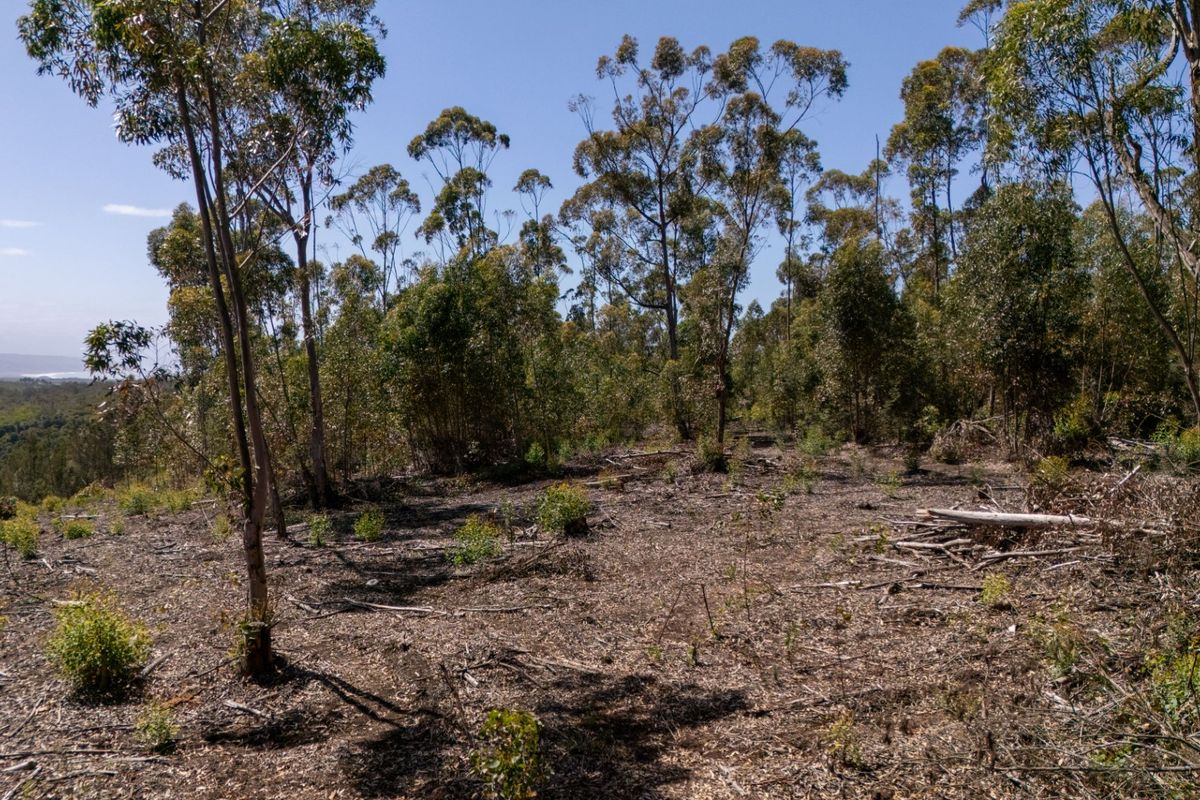 Vacant land in Plettenberg Bay with Mountain, Sea and Lagoon Views - Photo 5