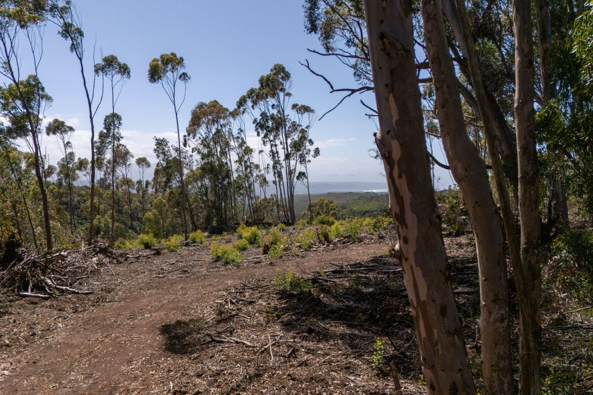 A view of a cleared residential plot featuring native trees and distant landscape vistas.