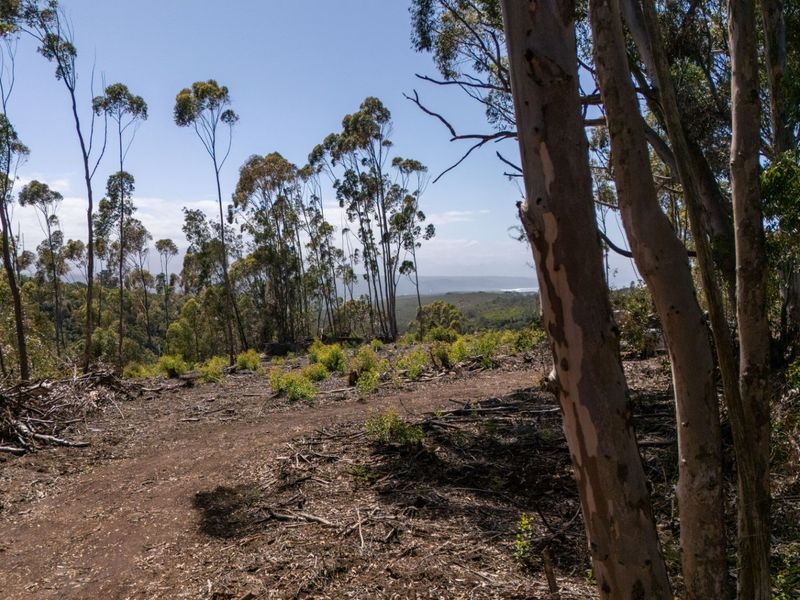 A view of a cleared residential plot featuring native trees and distant landscape vistas.