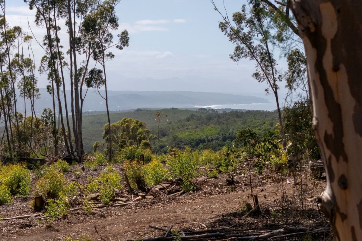A scenic elevated view overlooking a coastal landscape with native trees and distant ocean vistas.