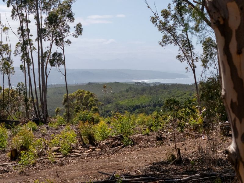 A scenic elevated view overlooking a coastal landscape with native trees and distant ocean vistas.