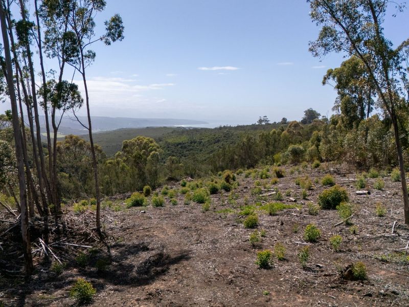 A scenic elevated view overlooking a natural landscape with native trees and distant coastal vistas on a vacant residential plot.
