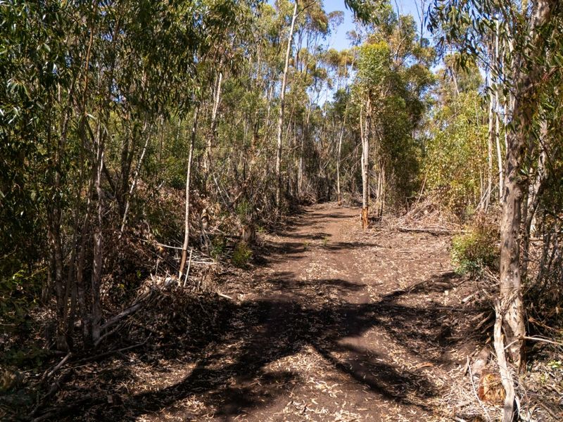 A view of a vacant residential plot featuring a cleared dirt path surrounded by dense native trees and natural vegetation.