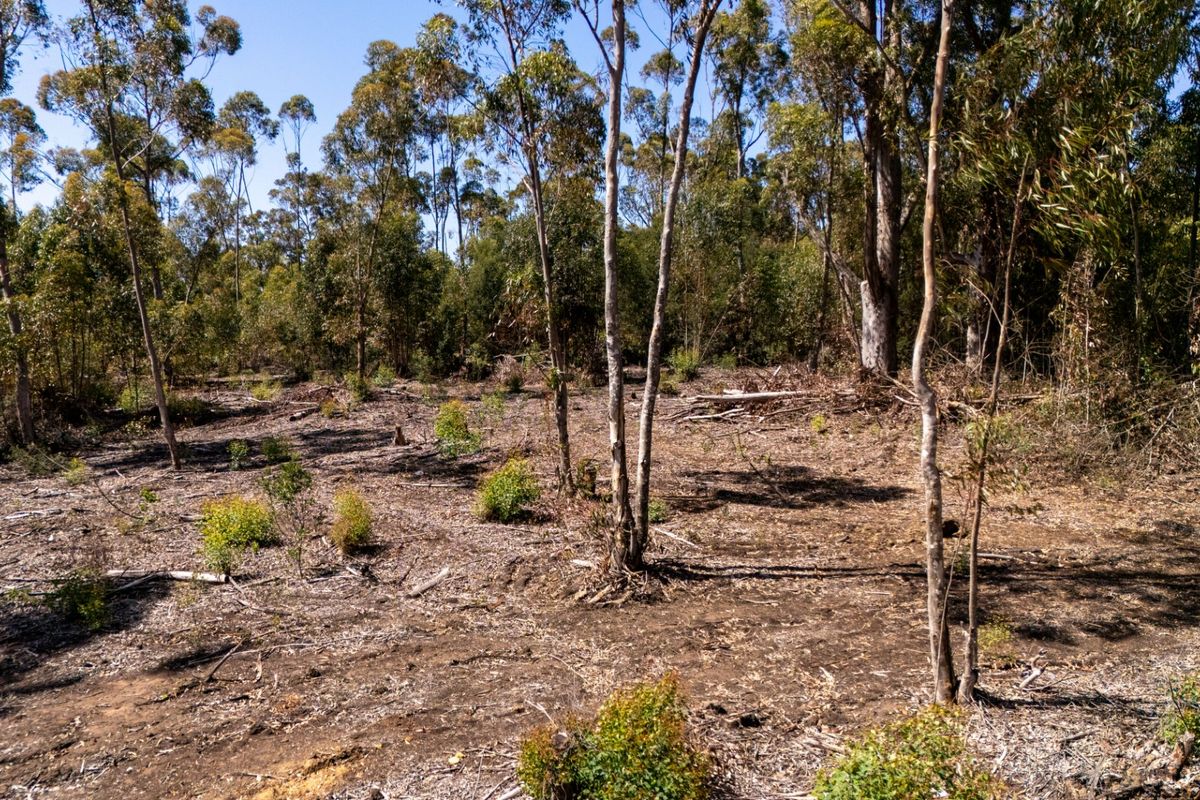 A view of a vacant residential plot featuring established native trees and cleared ground, offering a natural setting for future development.