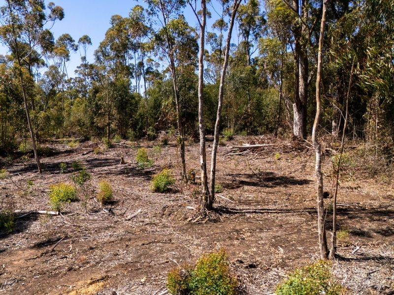A view of a vacant residential plot featuring established native trees and cleared ground, offering a natural setting for future development.