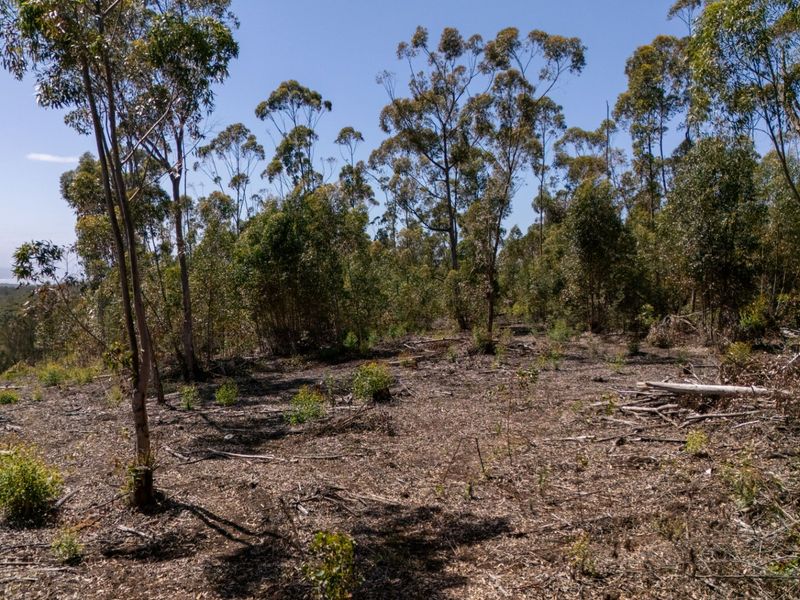 A view of a vacant residential plot featuring native trees and cleared ground, offering potential for future development.