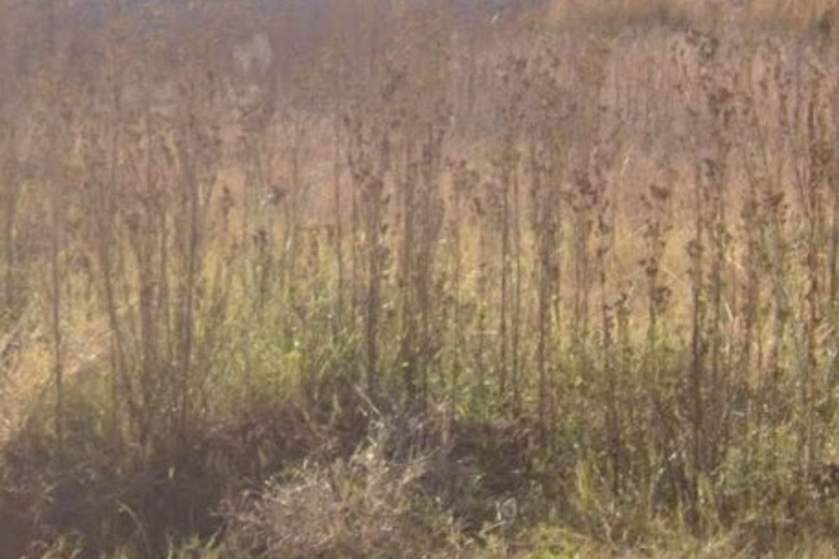 2 Vacant Land For Sale In Stilfontein - Photo 3