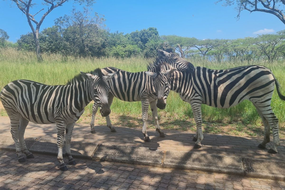 Vacant Stand In Sought After Wild Fig Country Estate  - Photo 2