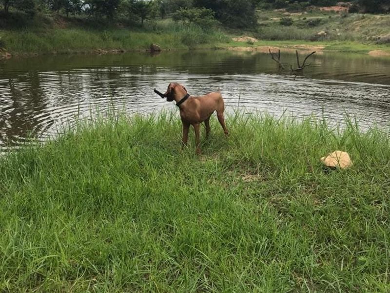 Vacant Stand In Sought After Wild Fig Country Estate  - Photo 10