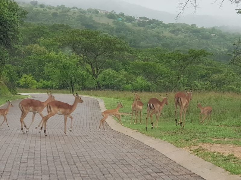 Vacant Stand In Sought After Wild Fig Country Estate  - Photo 7