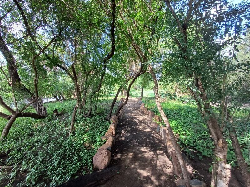 A natural garden pathway lined with stone edging, winding through a shaded area with mature trees and lush ground cover.