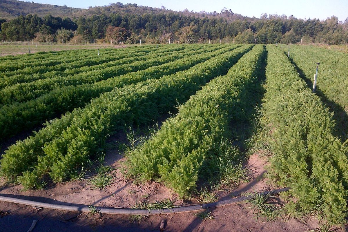 FRUIT, VEGETABLE AND CATTLE FARM - GARDEN ROUTE - Photo 3
