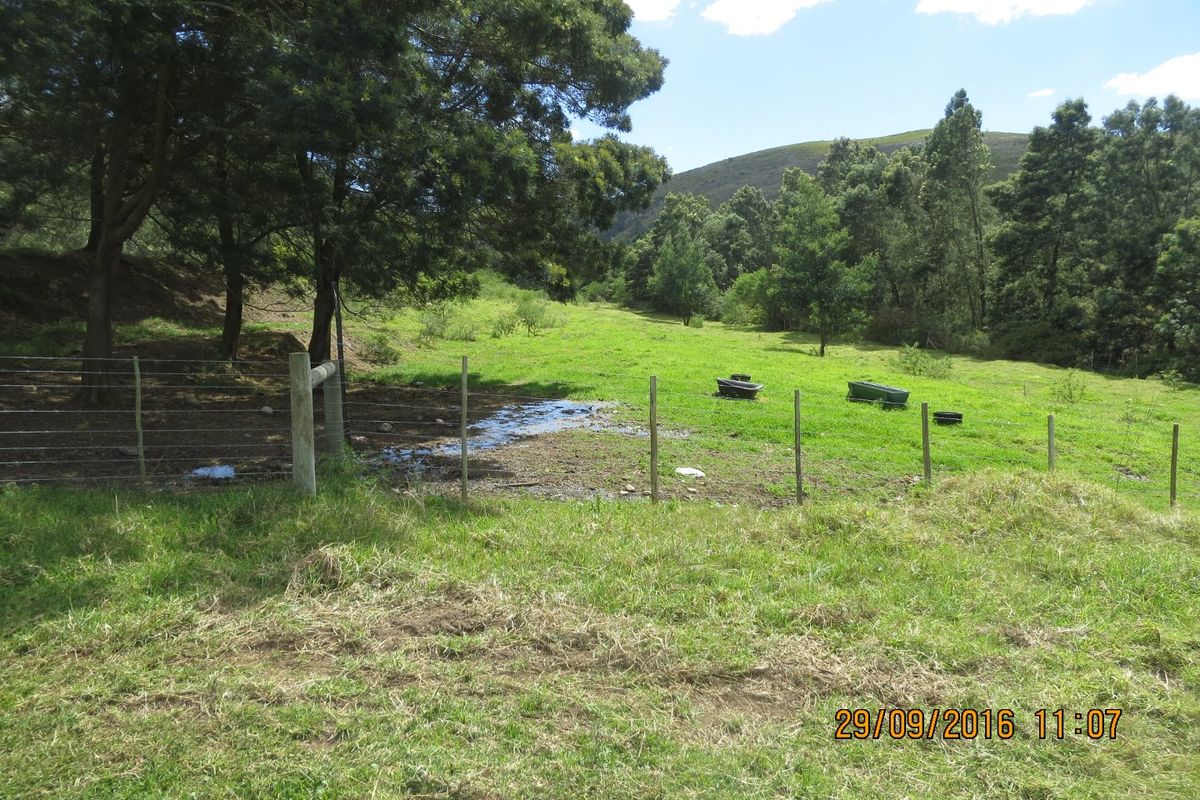 FRUIT, VEGETABLE AND CATTLE FARM - GARDEN ROUTE - Photo 4
