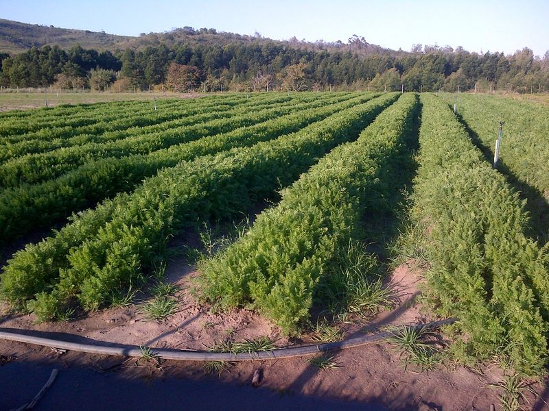A well-maintained agricultural field featuring organized crop rows and an integrated irrigation system, set against a scenic rural landscape.