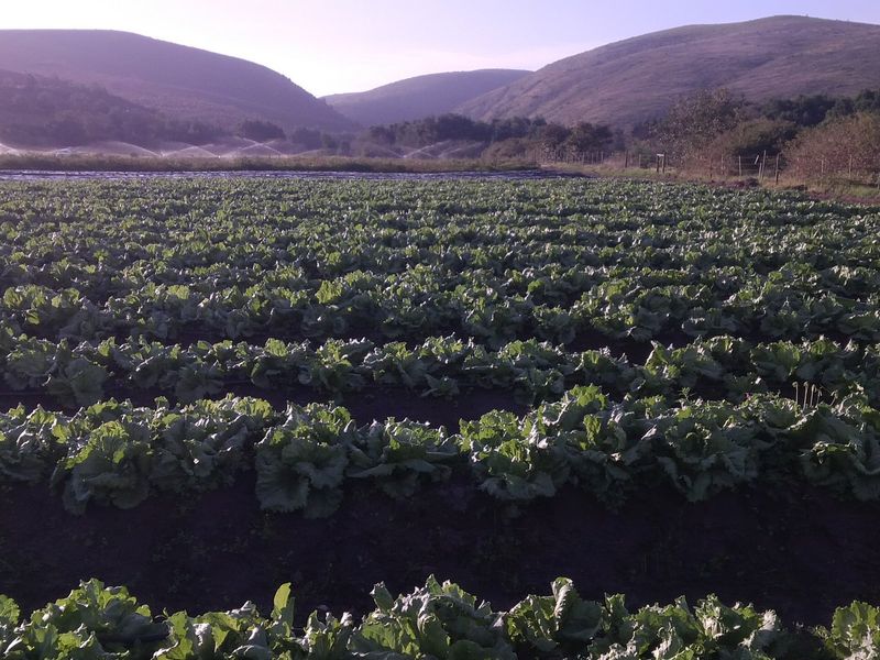 Expansive agricultural farmland featuring rows of crops with an integrated irrigation system set against a scenic mountain backdrop.