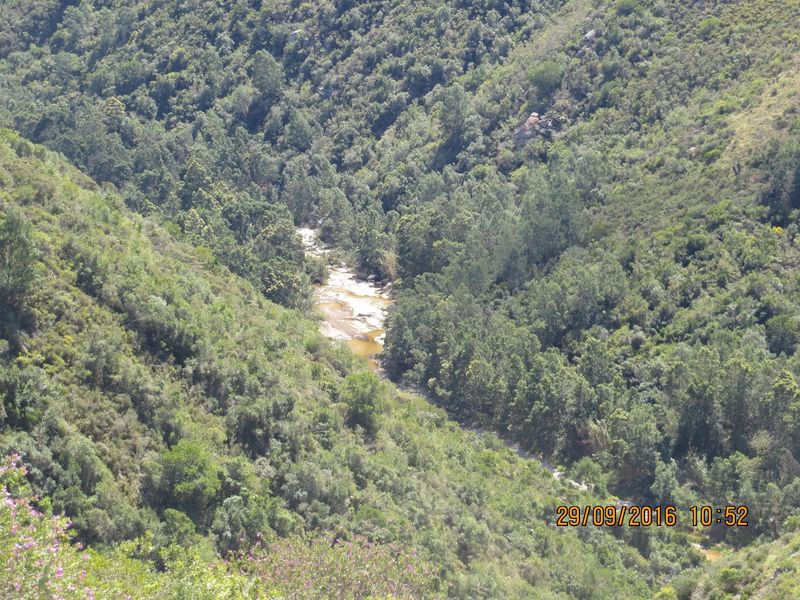 A scenic elevated view of a natural valley featuring dense indigenous forest and a flowing stream.