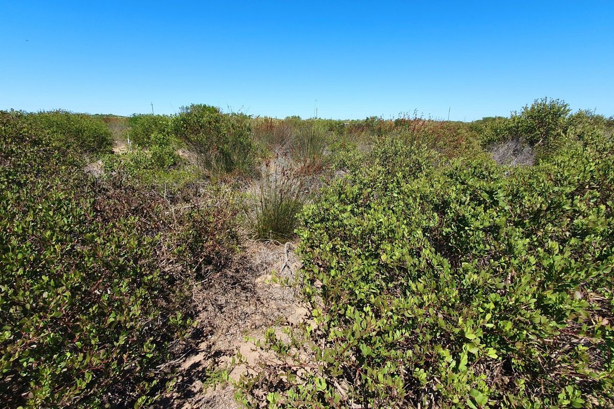 A view of a vacant residential plot covered in native coastal scrub and vegetation.