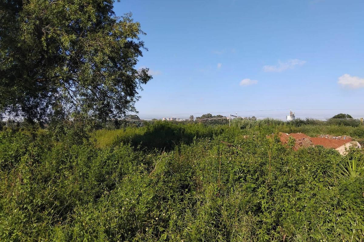 A view of a vacant residential plot featuring dense, overgrown vegetation and mature trees under a clear blue sky.