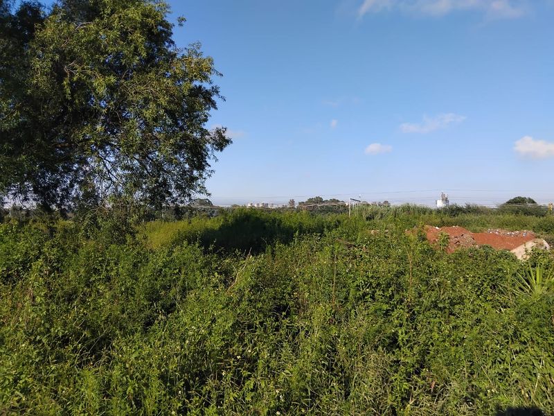 A view of a vacant residential plot featuring dense, overgrown vegetation and mature trees under a clear blue sky.