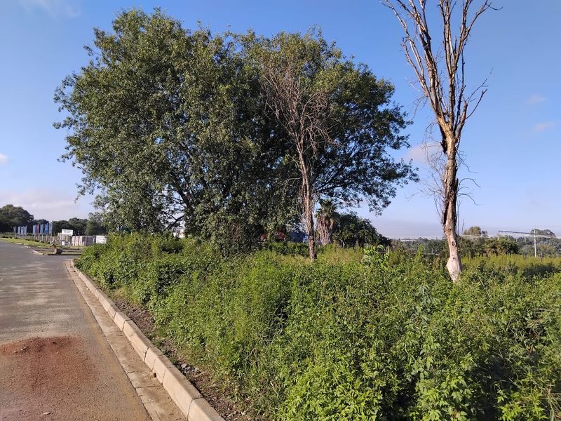 A view of the street frontage showing a paved road, concrete curbing, and an overgrown vacant residential plot with mature trees.