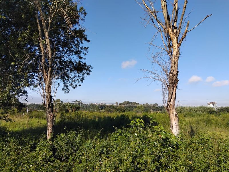 A view of a vacant residential plot featuring overgrown wild vegetation and mature trees under a clear blue sky.
