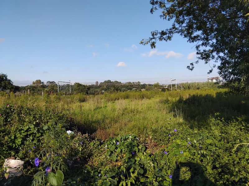 A view of an overgrown vacant residential plot featuring wild vegetation and perimeter fencing under a clear blue sky.