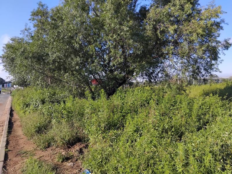 A view of an undeveloped residential plot featuring mature trees and dense, overgrown natural vegetation.