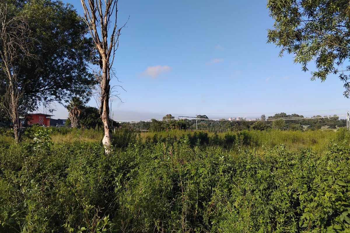 A view of an undeveloped residential plot featuring mature trees and dense, overgrown vegetation under a clear blue sky.