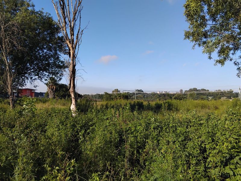 A view of an undeveloped residential plot featuring mature trees and dense, overgrown vegetation under a clear blue sky.