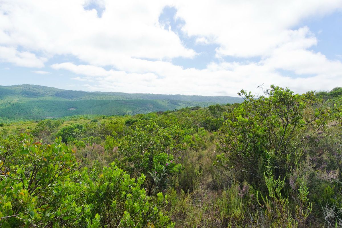 A scenic view of the natural landscape featuring lush indigenous vegetation and rolling mountains in the distance.