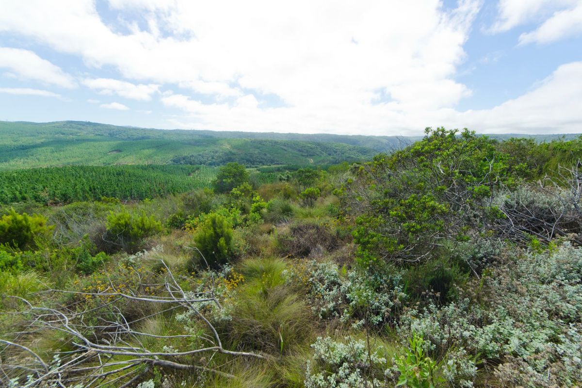 A scenic view of the natural landscape featuring rolling hills and native vegetation, showcasing the property's expansive outdoor surroundings.