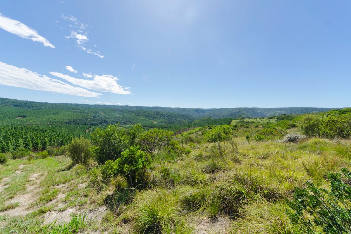 A scenic view overlooking a vast landscape featuring rolling hills, indigenous vegetation, and expansive forested areas.